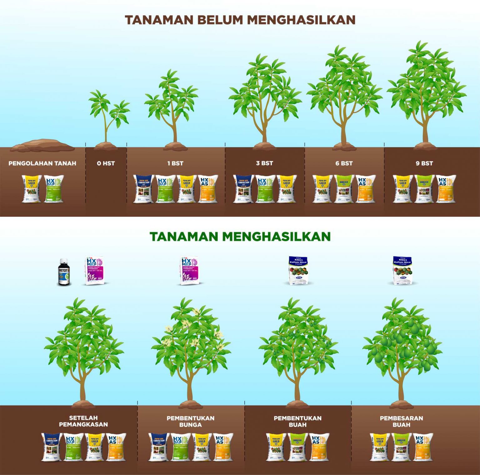 Lengkap Rekomendasi Pupuk Yang Pas Untuk Tanaman Alpukat Anda Dgw