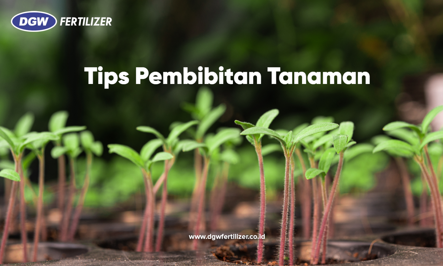 Tips Pembibitan Tanaman DGW Fertilizer