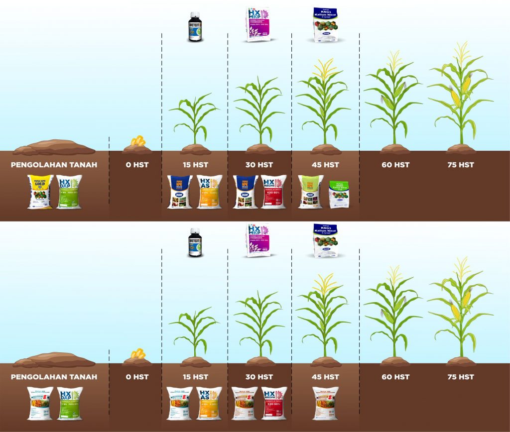 Cara Pemupukan Jagung Yang Tepat Untuk Hasil Panen Optimal Dan Melimpah Dgw Fertilizer