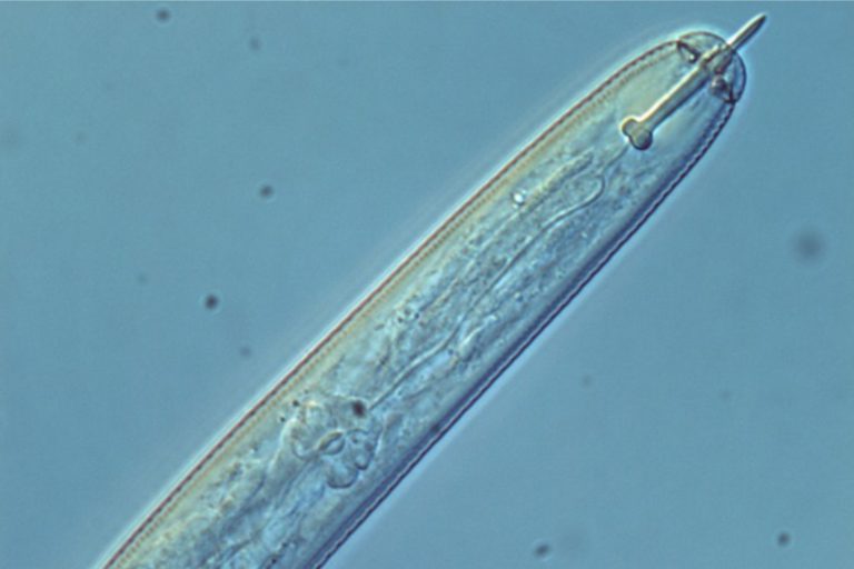 nematoda