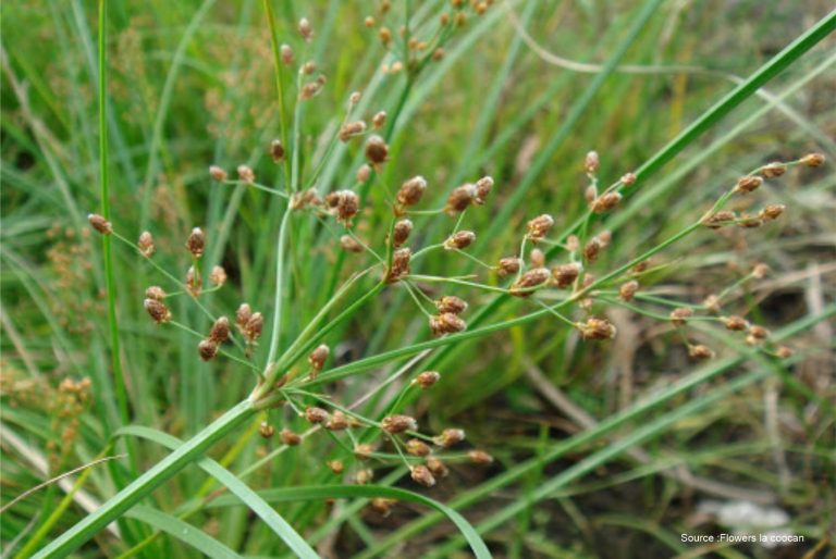 Fimbristylis-littoralis