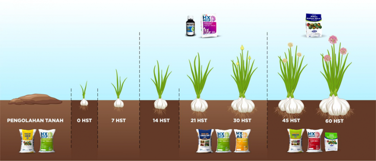 Pemupukan-Bawang-Putih