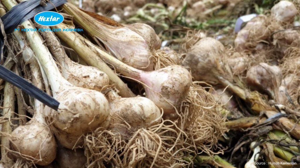 Tidak Sulit Begini Cara Mudah Pemupukan Bawang Putih Untuk Hasil