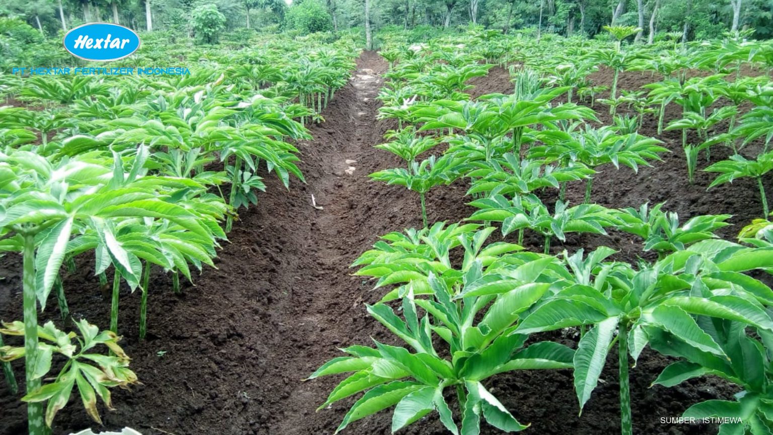 PANDUAN LENGKAP BUDIDAYA TANAMAN PORANG - DGW Fertilizer