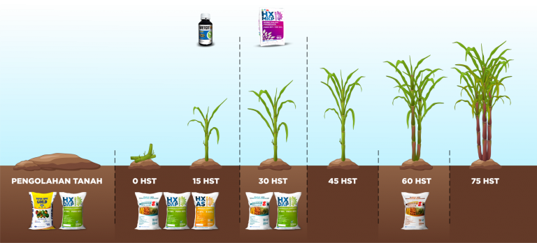 Ilustrasi-pertumbuhan-tebu