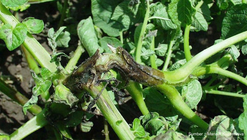 Perlu Di Waspadai Penyakit Busuk Daun Yang Menyerang Tanaman Kentang Dgw Fertilizer