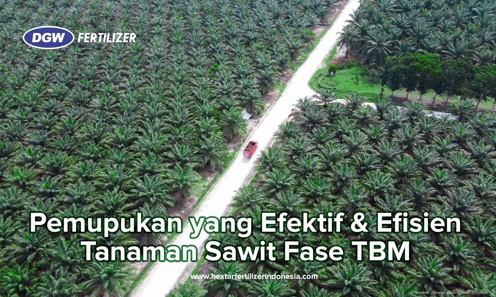 Pemupukan Yang Efektif Efisien Tanaman Sawit Fase Tbm Dgw Fertilizer