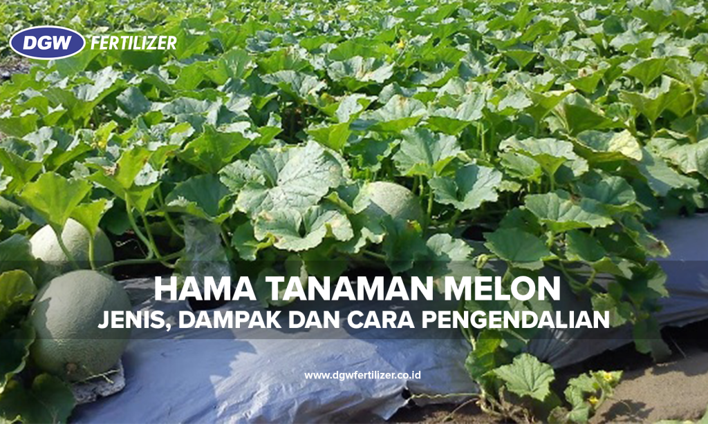 Hama-Tanaman-Melon