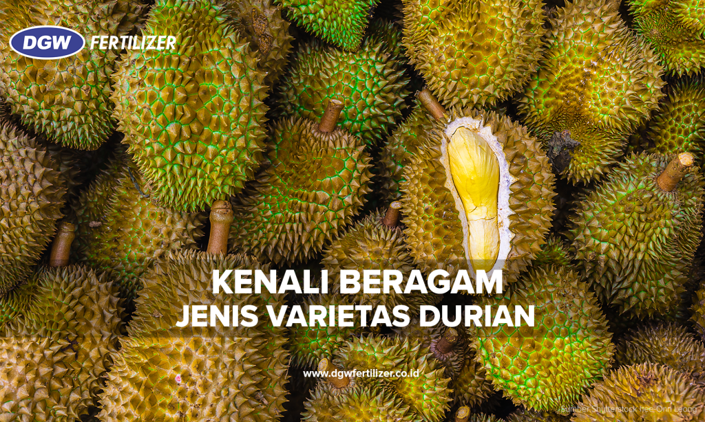 Beragam-Jenis-Durian