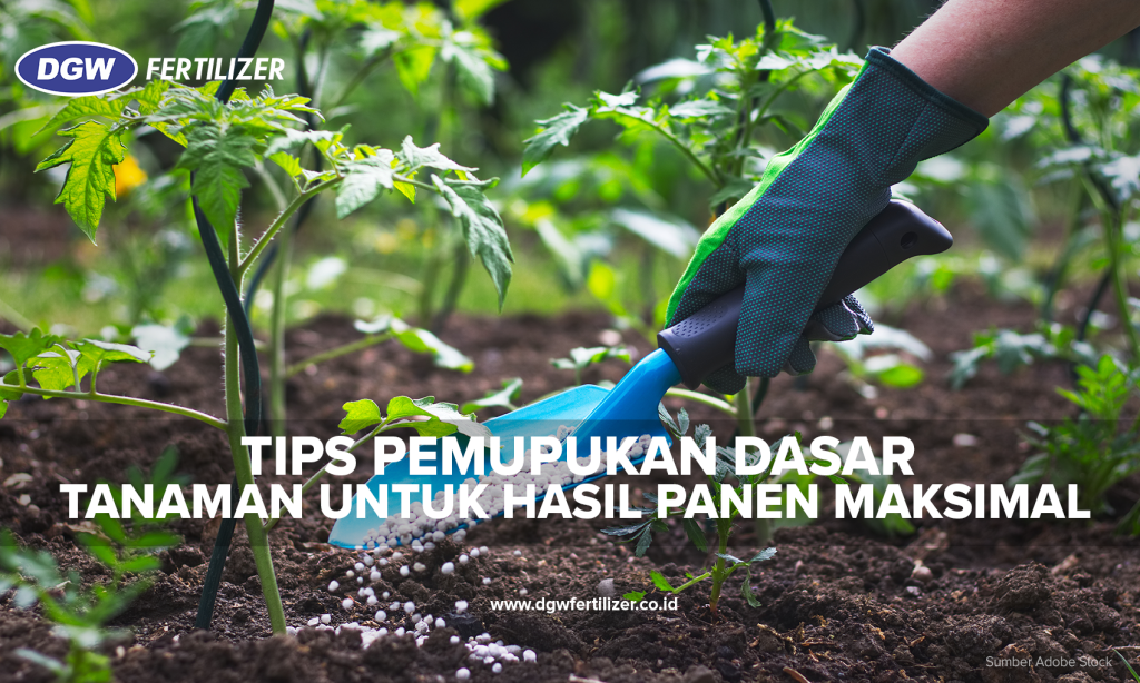 Tips-Pemupukan-Dasar