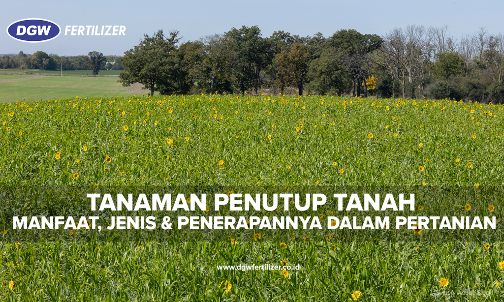 tanaman-penutup