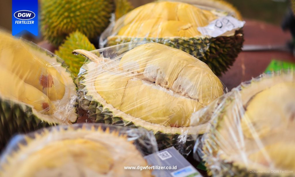 FESTIVAL-DURIAN-SULAWESI